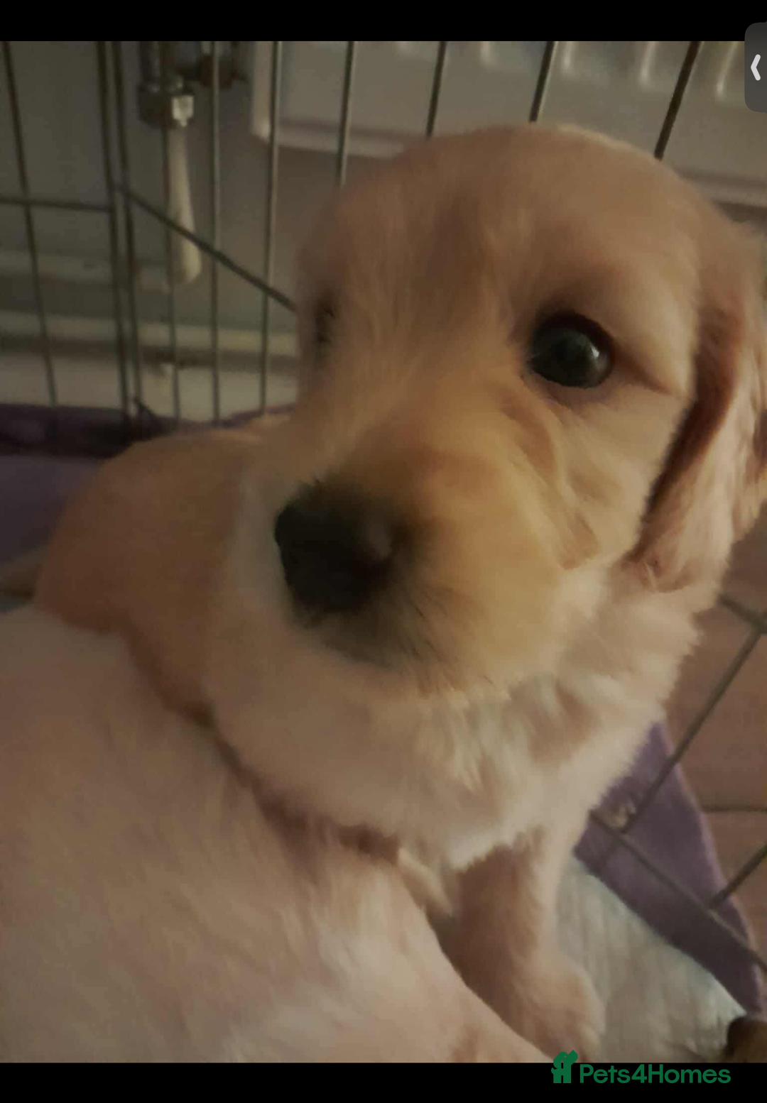 Mixed Breed dogs for sale: Beautiful chunky golden retriever x cockapoos  - Image 17