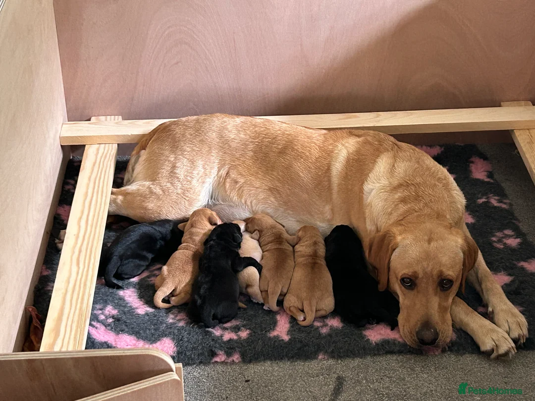Labrador Retriever dogs for sale: Working gun dog line - Advert 7