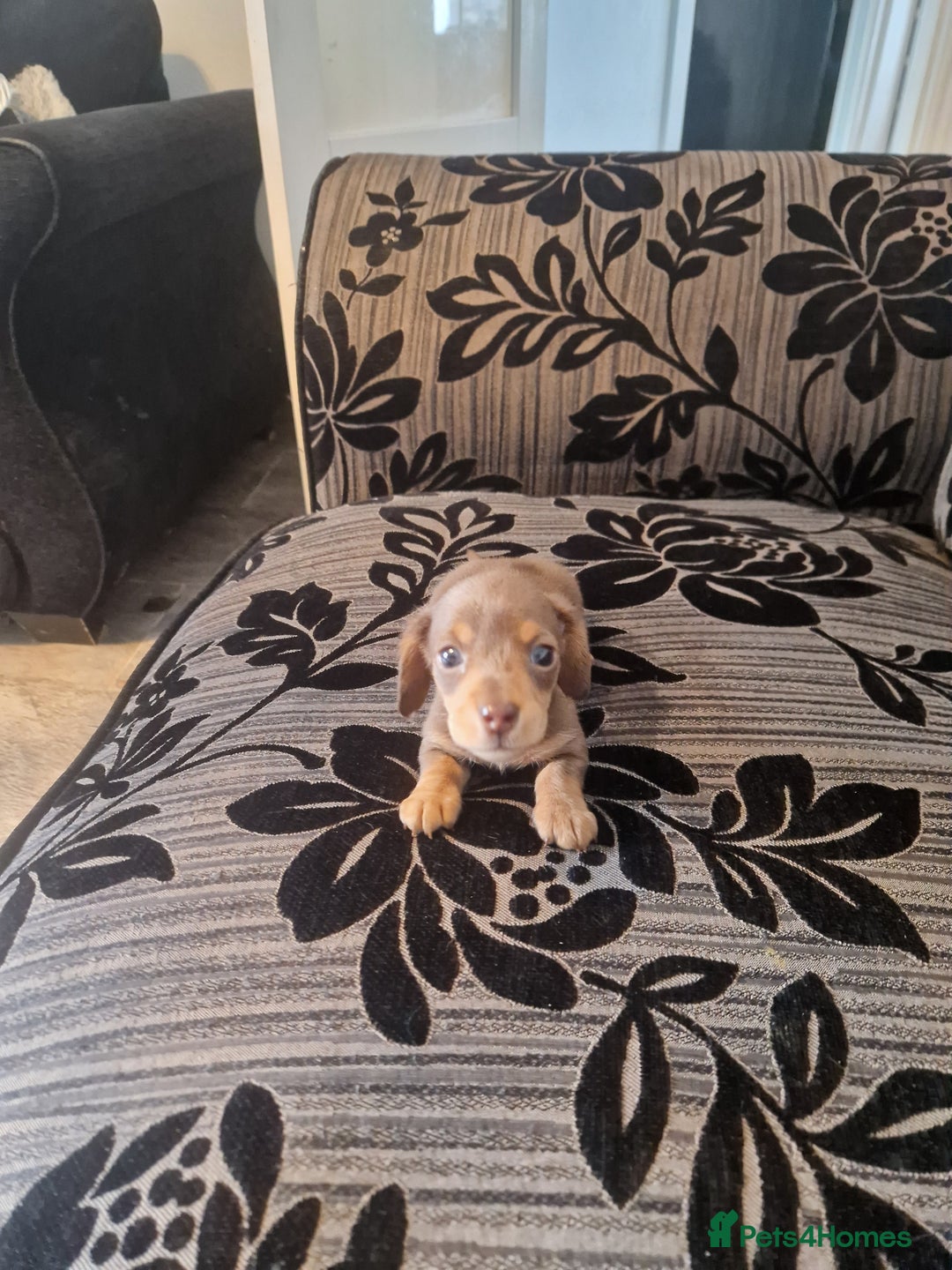 Miniature Dachshund dogs for sale: Adorable Miniture Dachshund  in Paignton - Image 5