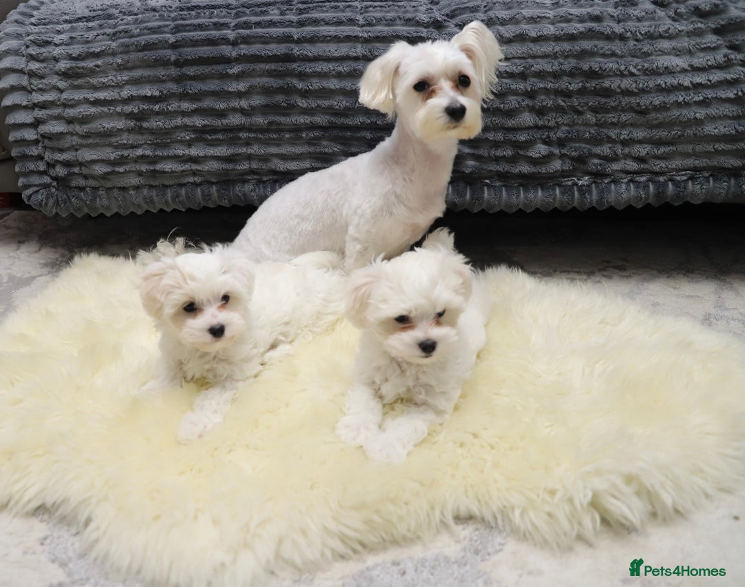 Maltese dogs for sale: Gorgeous Maltese puppies - Advert 8