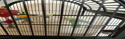 Budgerigars birds for sale: Male and Female Rainbow Budgies including cage - Advert 4