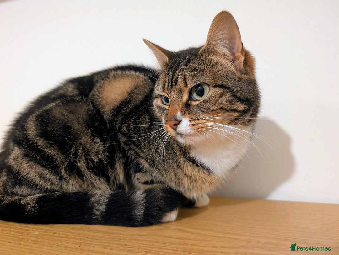 Mixed Breed cats for sale: Beautiful Female Tabby cat for sale - Advert 2