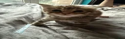 Norwegian Forest Cat cats for sale: 3 stunning half Norwegian kittens left - Advert 24