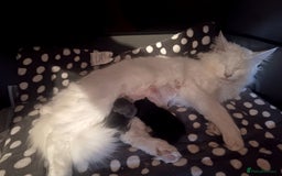 Maine Coon cats for sale: Maine Coon kittens in Manchester  - Image 35