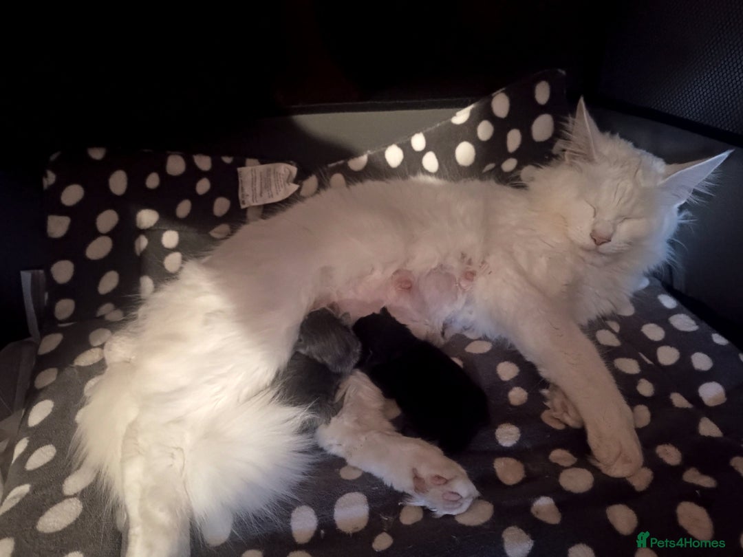 Maine Coon cats for sale: Maine Coon kittens in Manchester  - Image 35