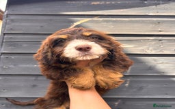 Cocker Spaniel dogs for sale: 💜COCKER SPANIEL PUPPY💜 - Image 3