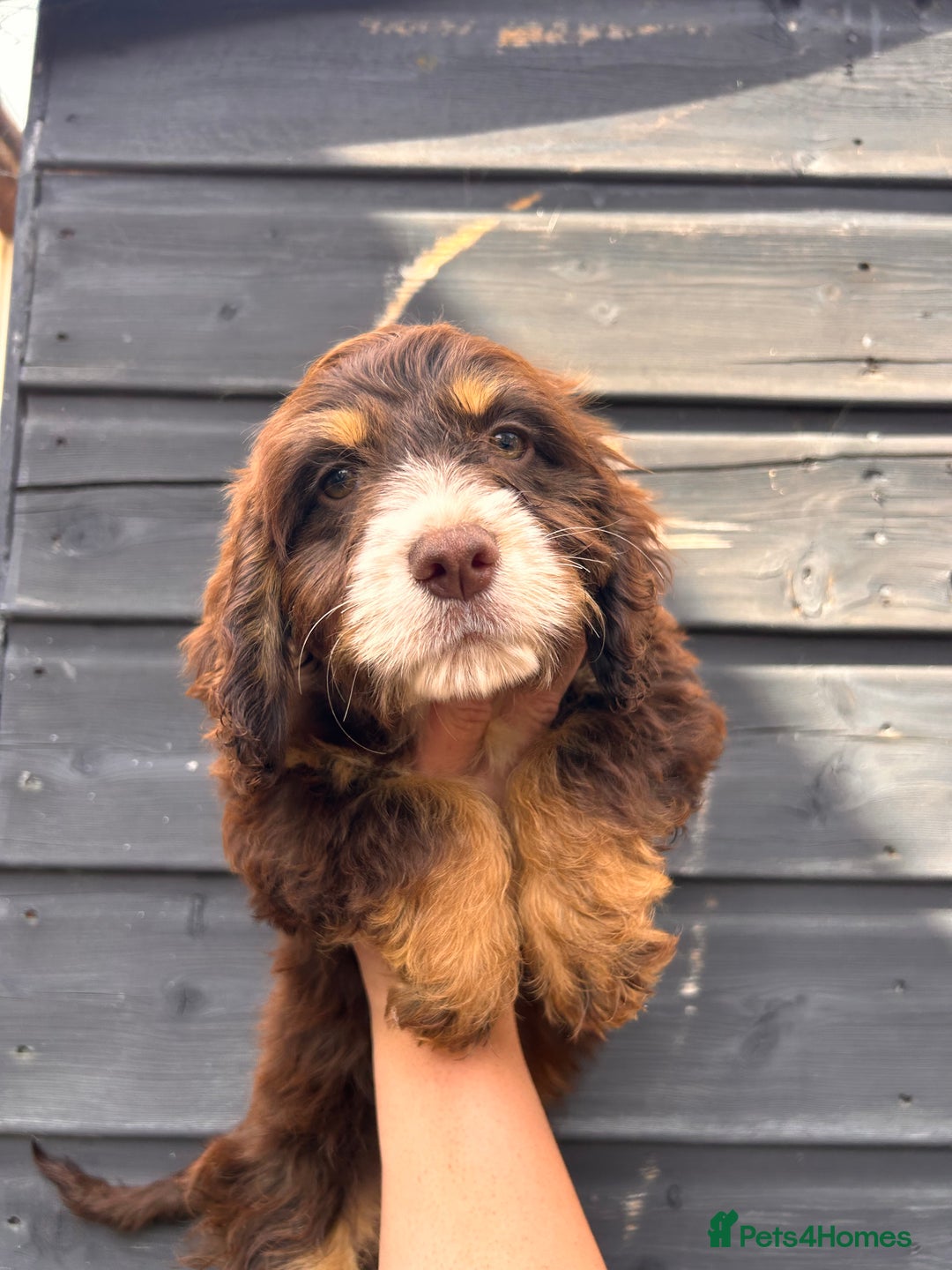 Cocker Spaniel dogs for sale: 💜COCKER SPANIEL PUPPY💜 - Image 3