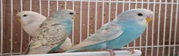 Budgerigars birds for sale: Budgies for sale Birmingham  - Advert 22