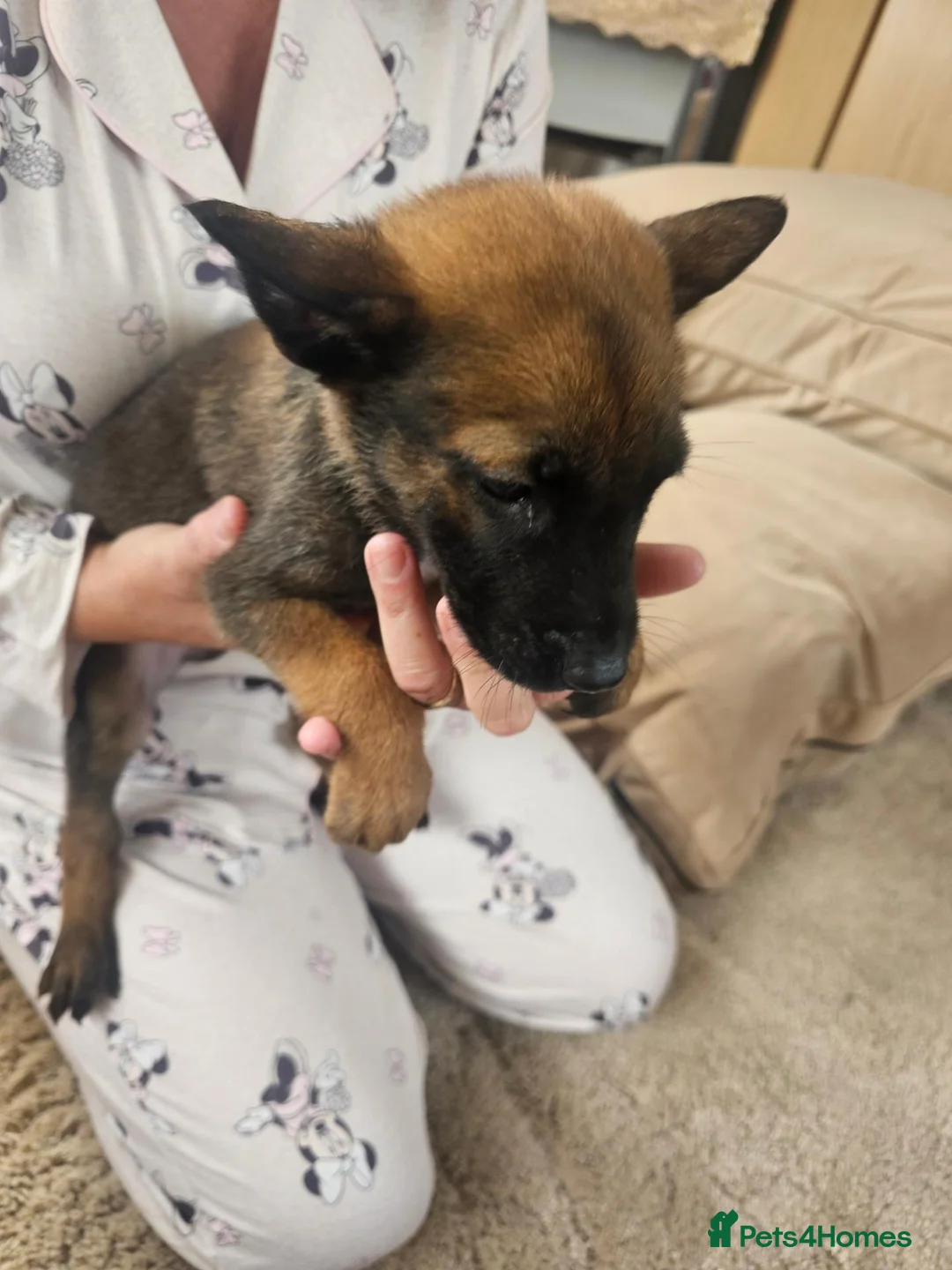 Belgian Shepherd Dog dogs for sale: Outstanding Belgium malinois puppies  - Advert 2