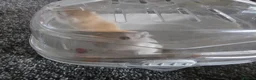 Gerbil rodents for sale: 2 female gerbils and cage in Spennymoor - Advert 5