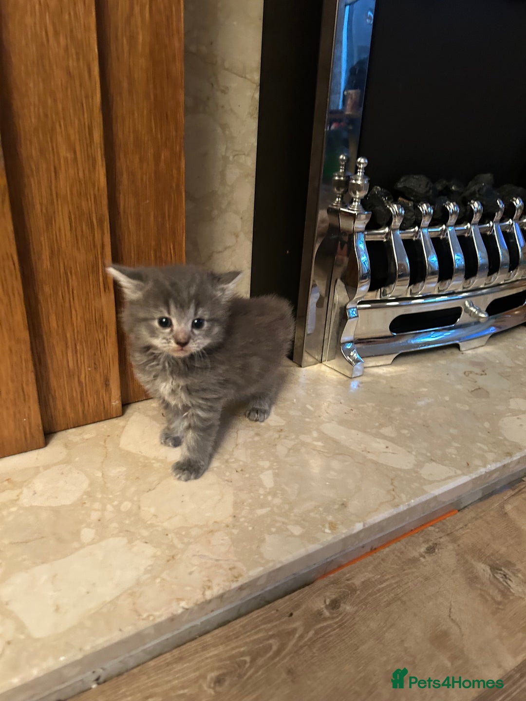 Mixed Breed cats for sale: Adorable kittens - Advert 8