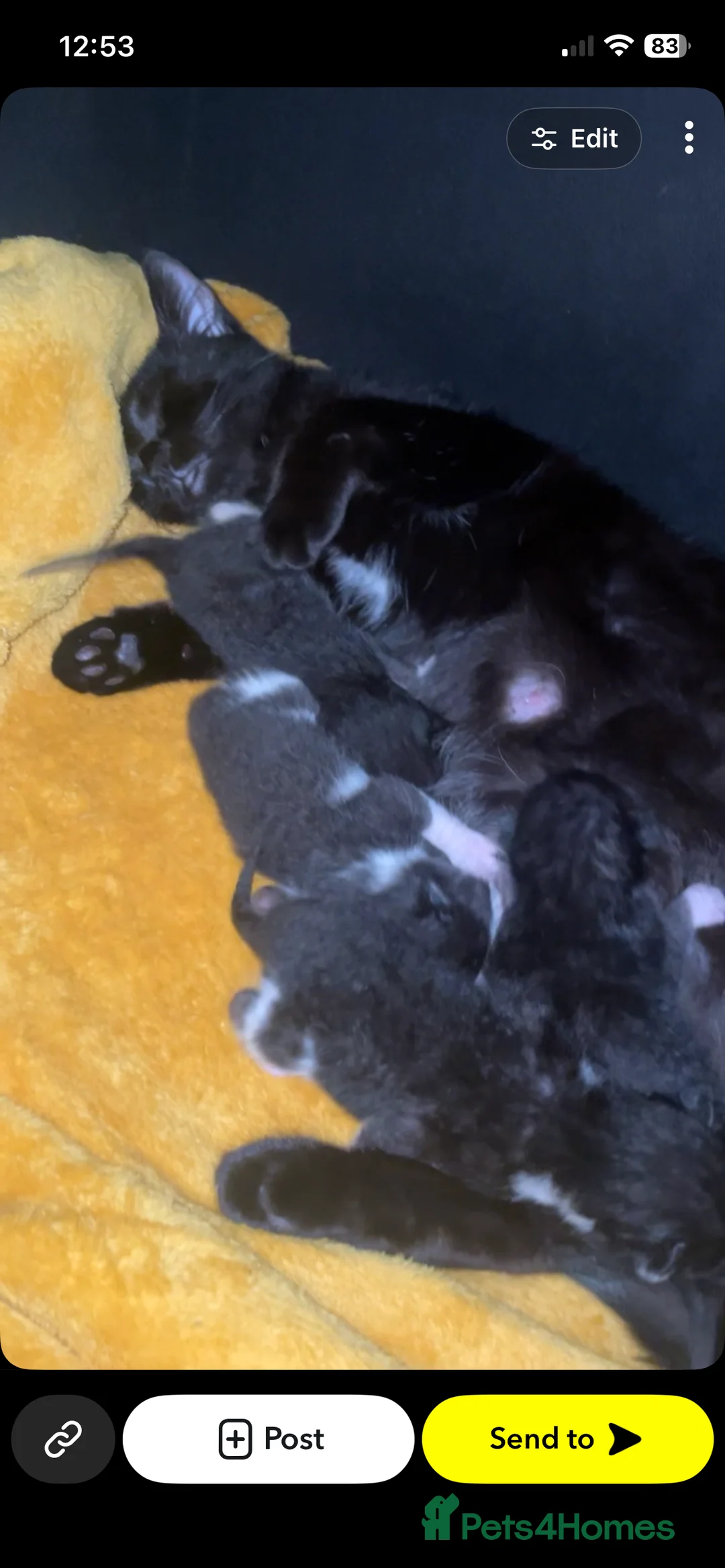 Mixed Breed cats for sale: 2 female kittens  in Weymouth - Advert 2