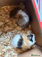 Guinea Pig rodents - Advert 14