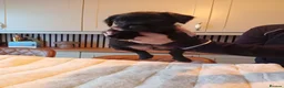 Patterdale Terrier dogs for sale:   nuttall and brae buck Patterdale Terrier pups - Advert 7