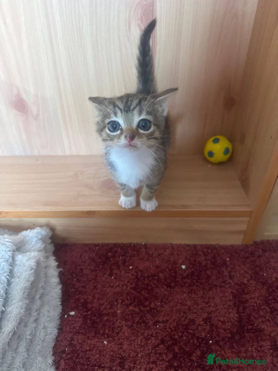 Mixed Breed cats for sale: Tabby x kitten - Advert 3