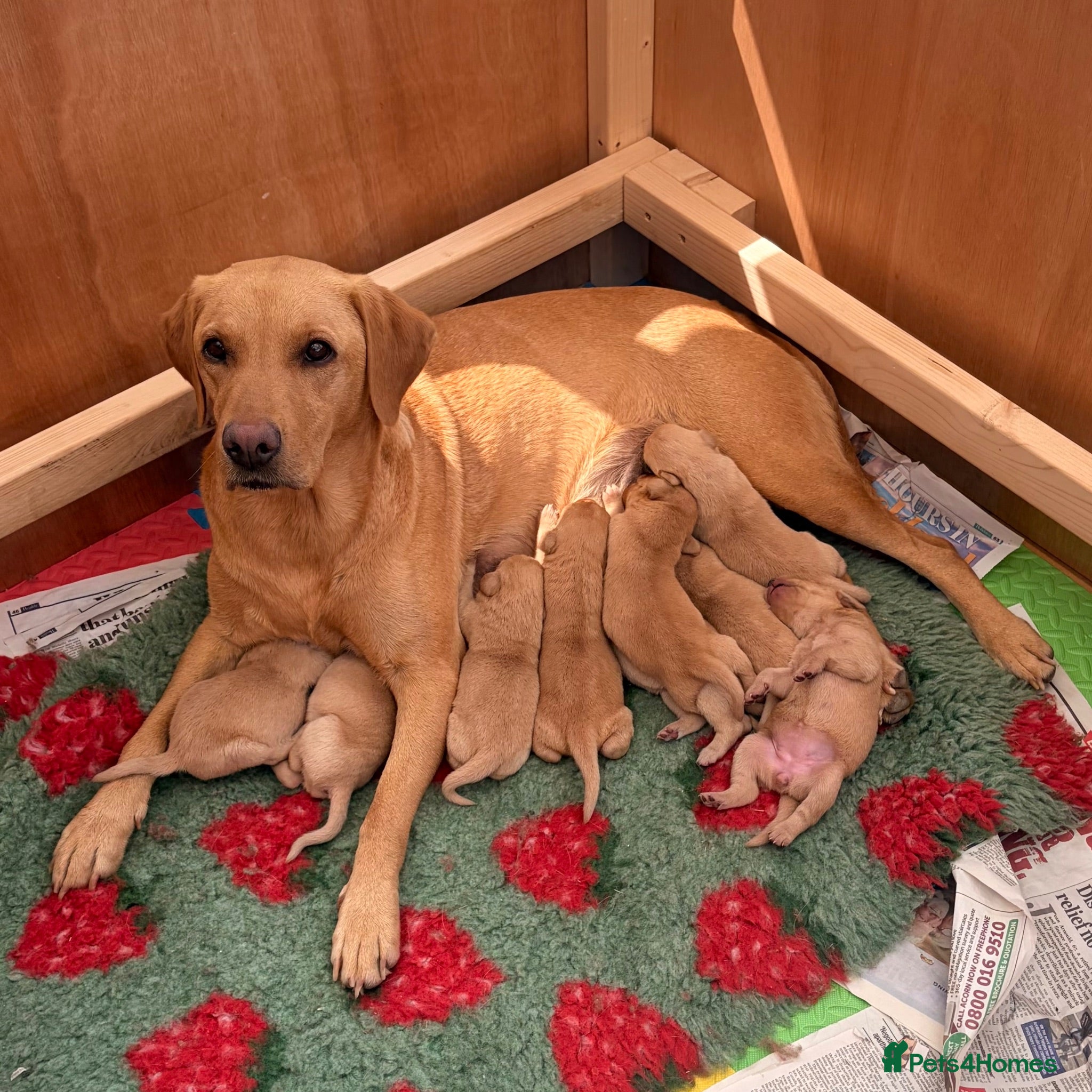 Labrador Retriever dogs Working Labrador Puppies – KC Registered - Advert 5