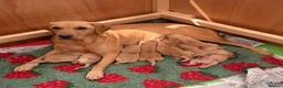 Labrador Retriever dogs for sale: Working Labrador Puppies – KC Registered in Shrewsbury - Advert 1