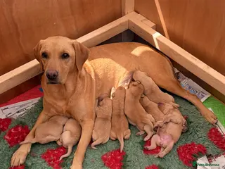 Labrador Retriever dogs Working Labrador Puppies – KC Registered - Advert 5