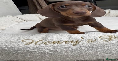 Miniature Dachshund dogs - Advert 5