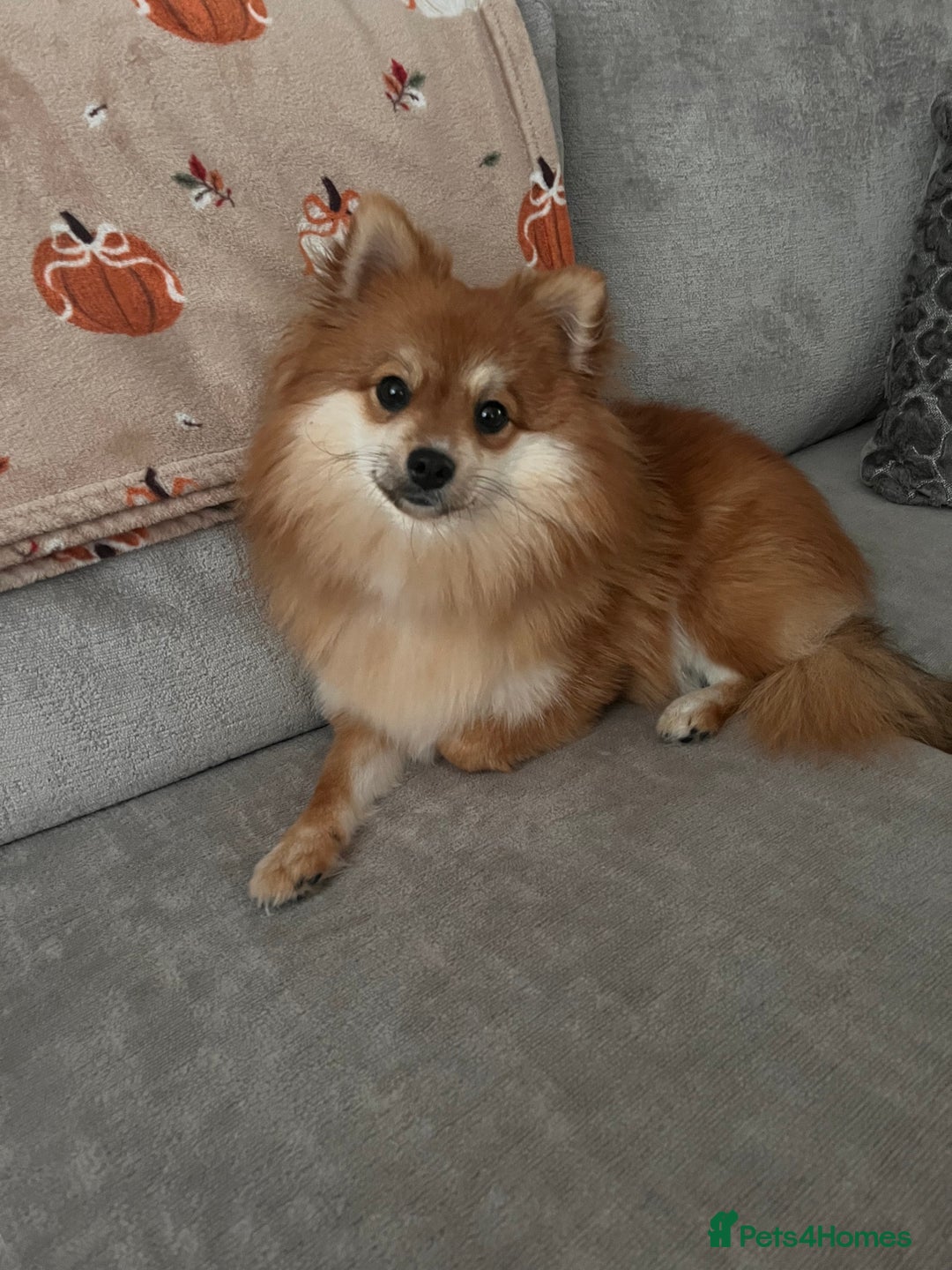 Pomeranian dogs for sale: Female Pomeranian pup  - Advert 2