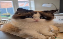 Ragdoll cats for sale: Miss Indie  - Image 3