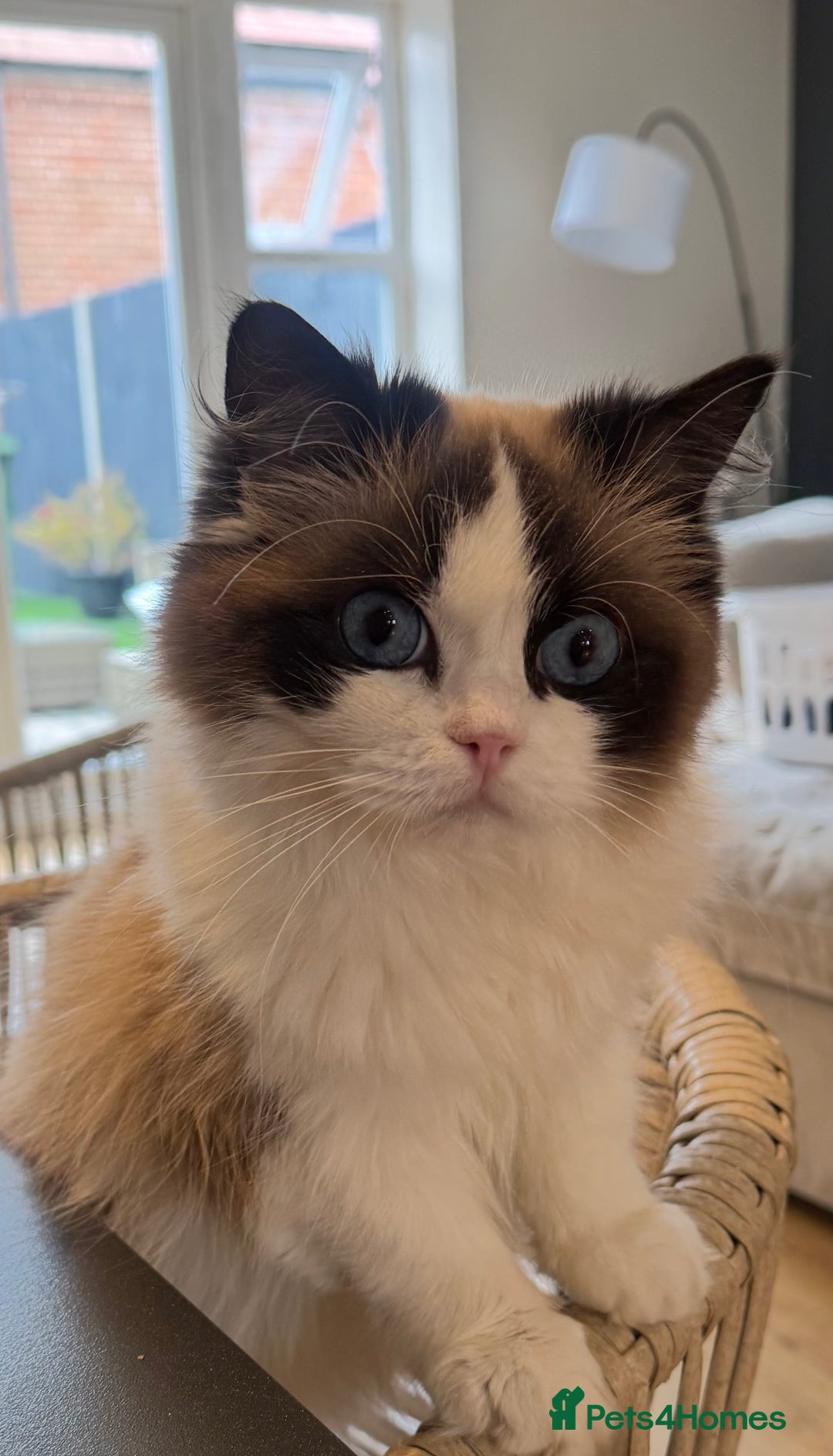 Ragdoll cats for sale: Miss Indie  - Image 3