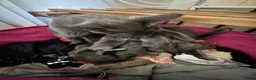 Ragdoll cats for sale: Ragdoll x Russian blue baby’s  - Advert 2