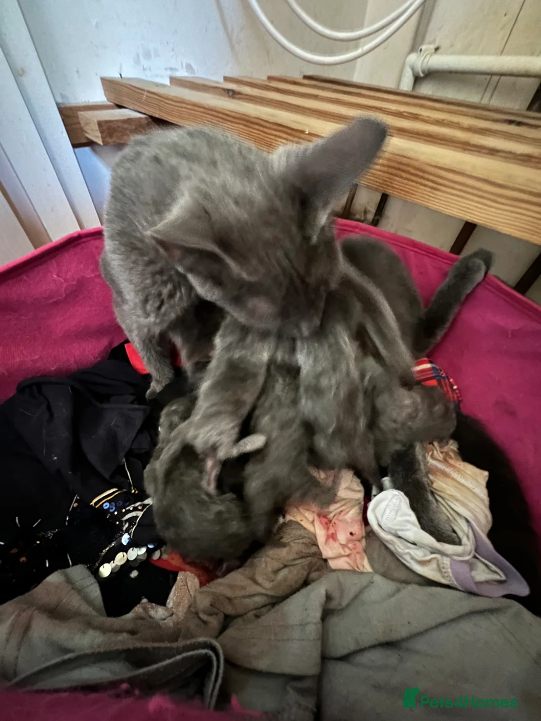 Ragdoll cats for sale: Ragdoll x Russian blue baby’s  - Advert 2