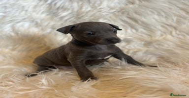 Italian Greyhound dogs - Advert 11