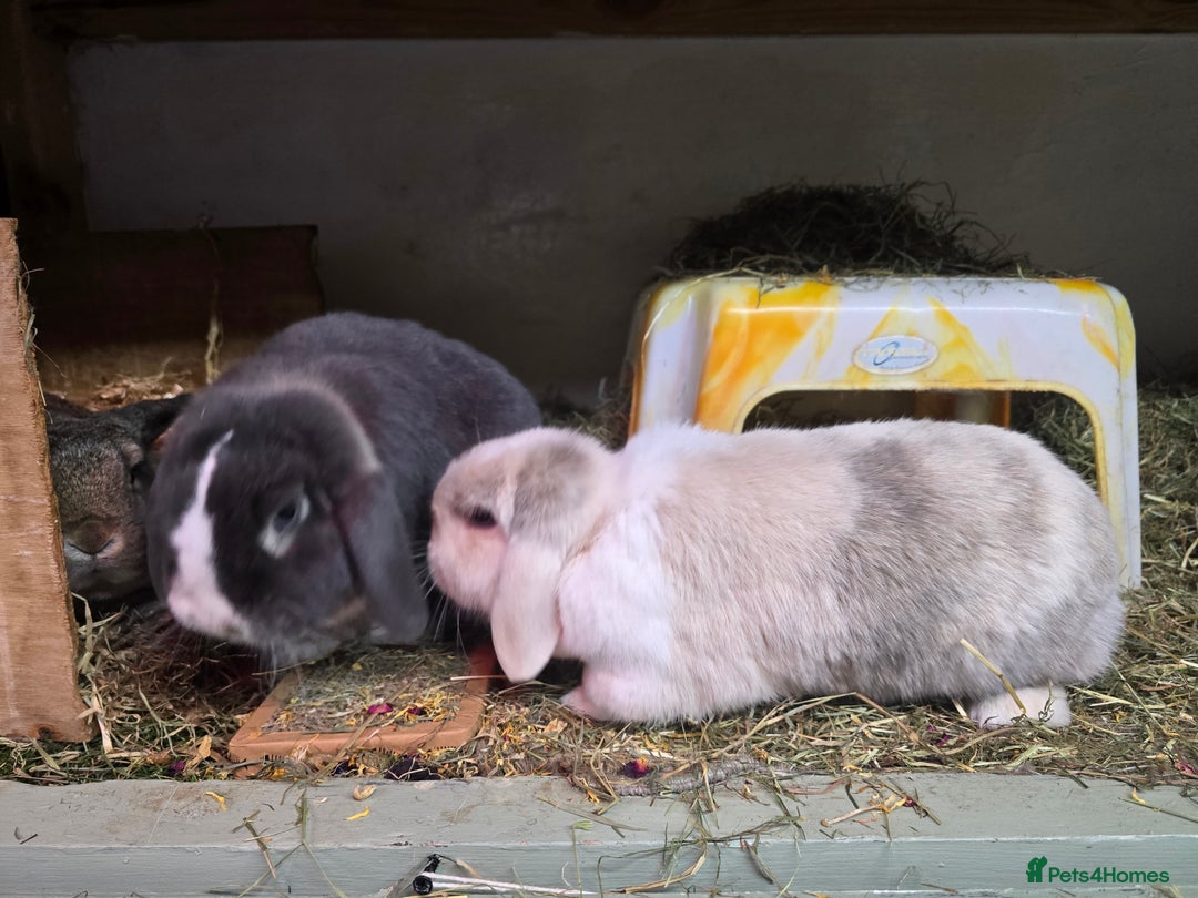 Mixed Breed rabbits for sale: Trio 1 male rabbit 2 girls vaccinated Neutered - Advert 7