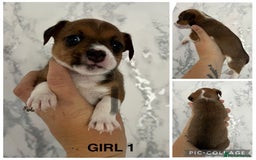 Mixed Breed dogs for sale: Beautiful terrier puppies - Image 4