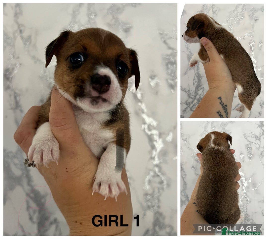 Mixed Breed dogs for sale: Beautiful terrier puppies - Image 4