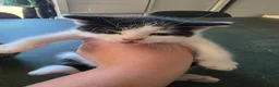 Mixed Breed cats for sale: FREE! 3 kittens / 1 female 2 males - Advert 5