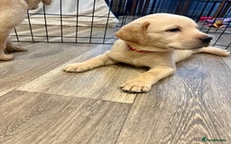 Labrador Retriever dogs for sale: Beautiful Labrador Puppies  in Cranleigh - Image 4