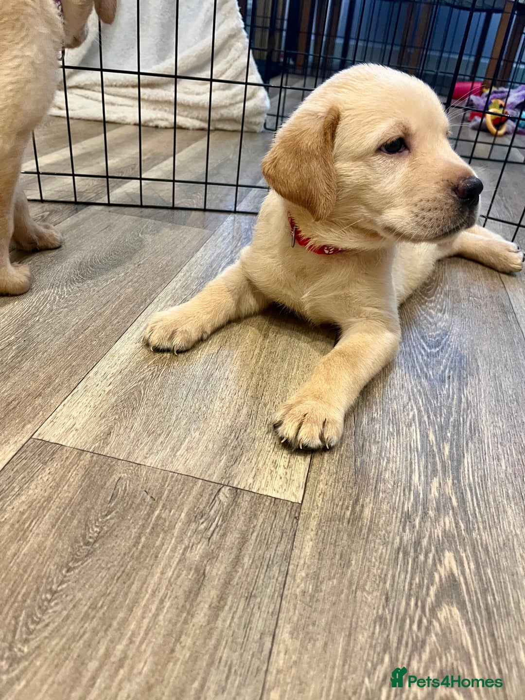 Labrador Retriever dogs for sale: Beautiful Labrador Puppies  in Cranleigh - Image 4