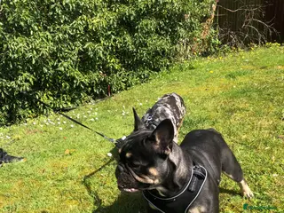 French Bulldog dogs FRANKIE - Advert 1