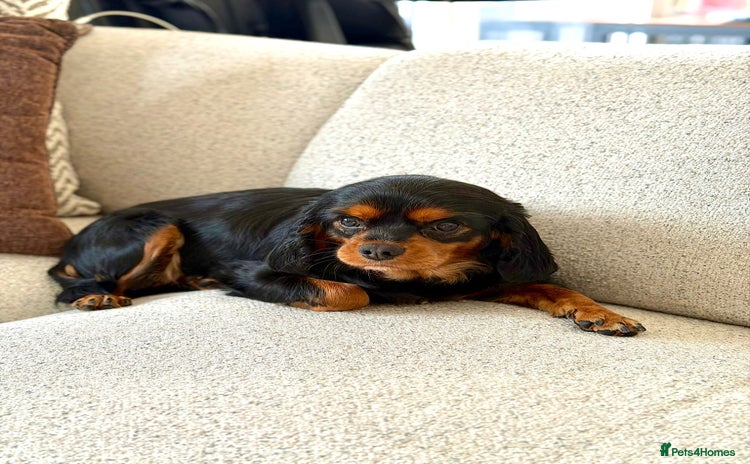 Cavalier King Charles Spaniel dogs - Advert 5