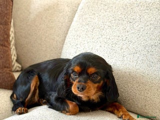 Cavalier King Charles Spaniel dogs Kc registered black and tan female - Advert 4