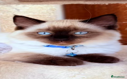 Ragdoll cats for sale: Last lovely ragdoll girl is waiting for U - Image 4