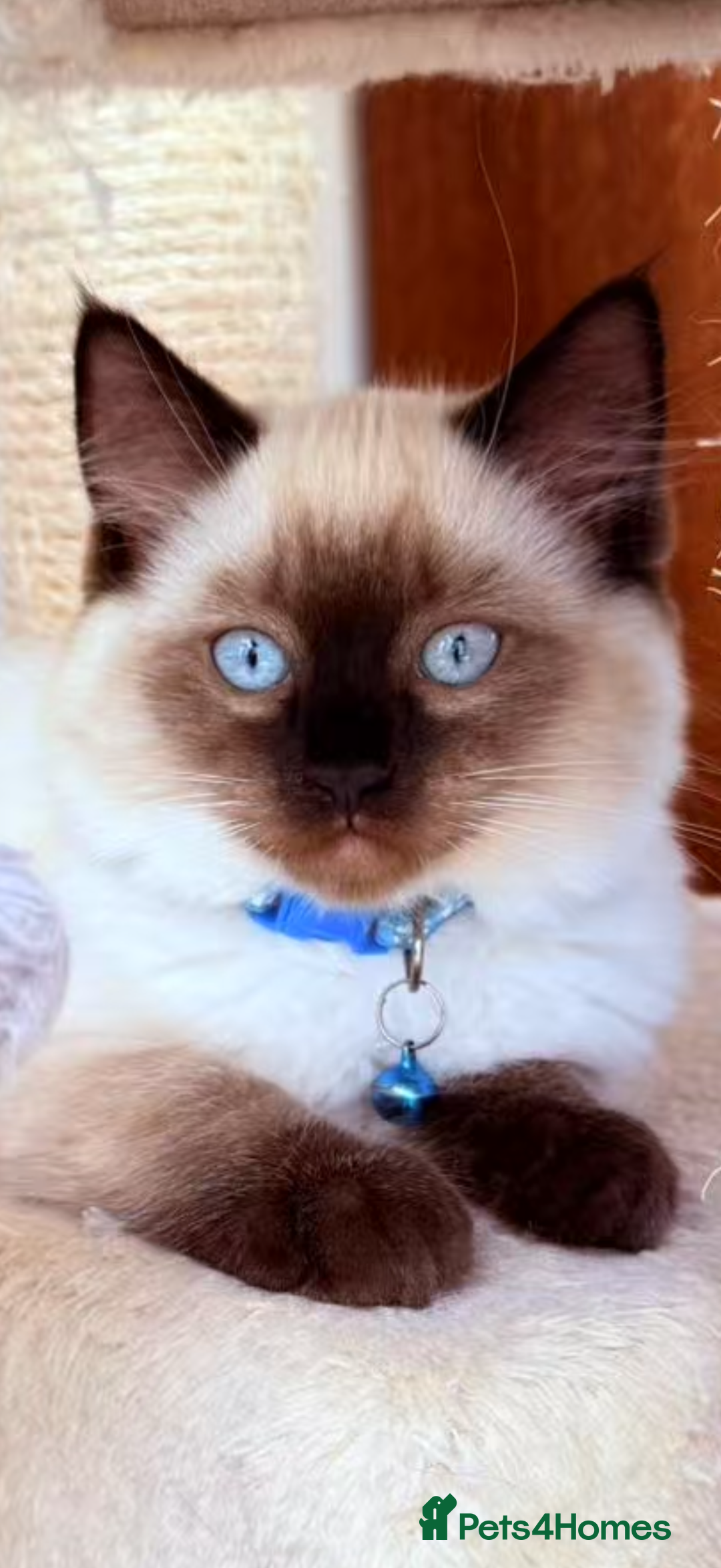 Ragdoll cats for sale: Last lovely ragdoll girl is waiting for U - Image 4