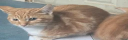 Mixed Breed cats for sale: Bengal and British shorthair  - Advert 5