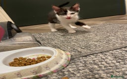 Mixed Breed cats for sale: 🐾 Friendly 8wk Kitten – Ready Today – £300🐾 - Image 3