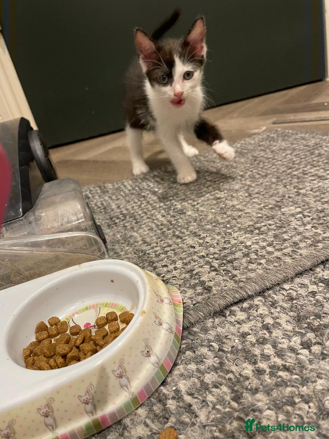Mixed Breed cats for sale: 🐾 Friendly 8wk Kitten – Ready Today – £300🐾 - Image 3