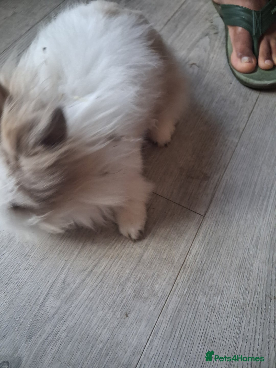 Lionhead rabbits for sale: Lionhead  - Advert 11