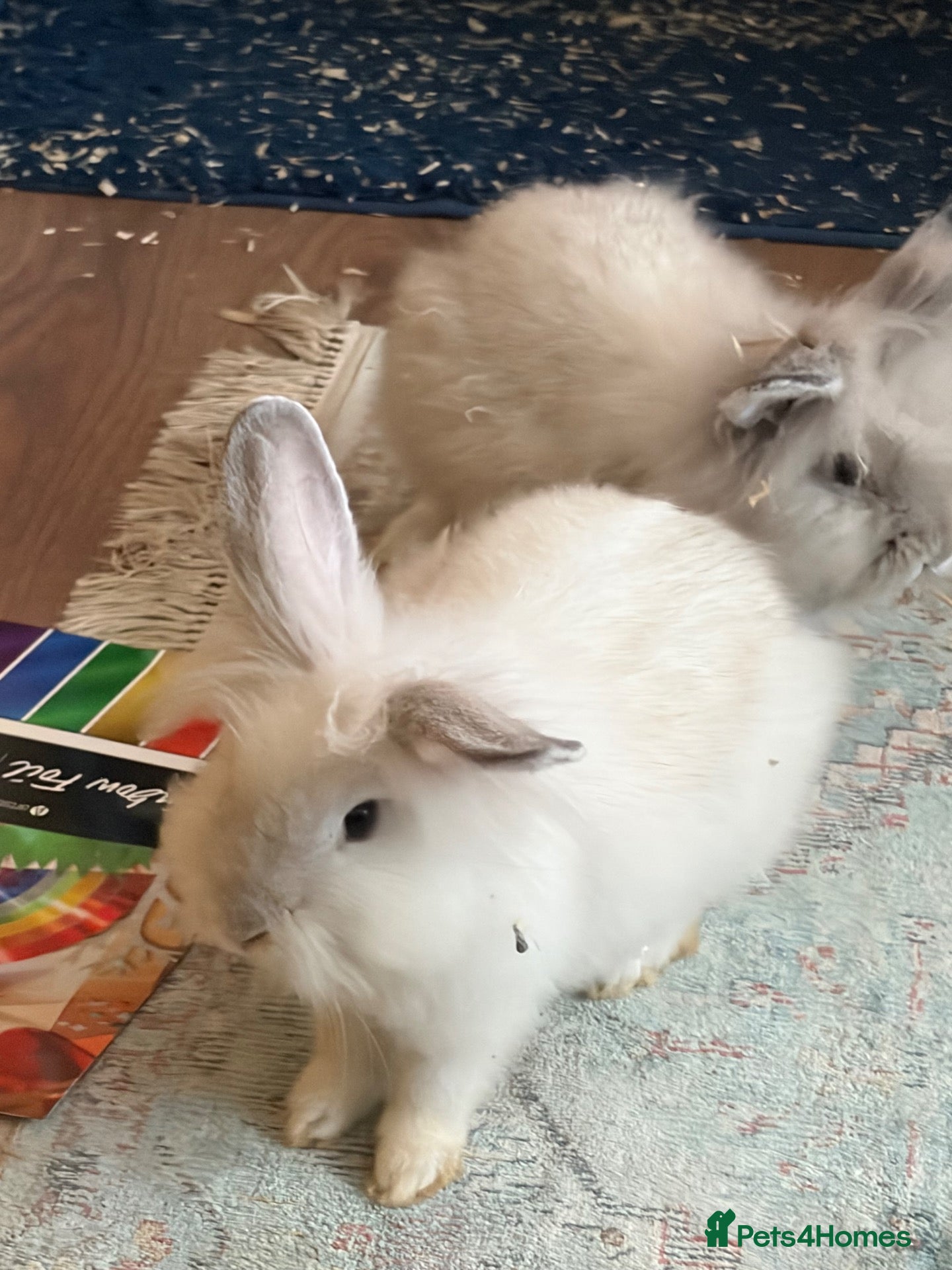 Lionhead rabbits Lovely little bunnies !  - Advert 1