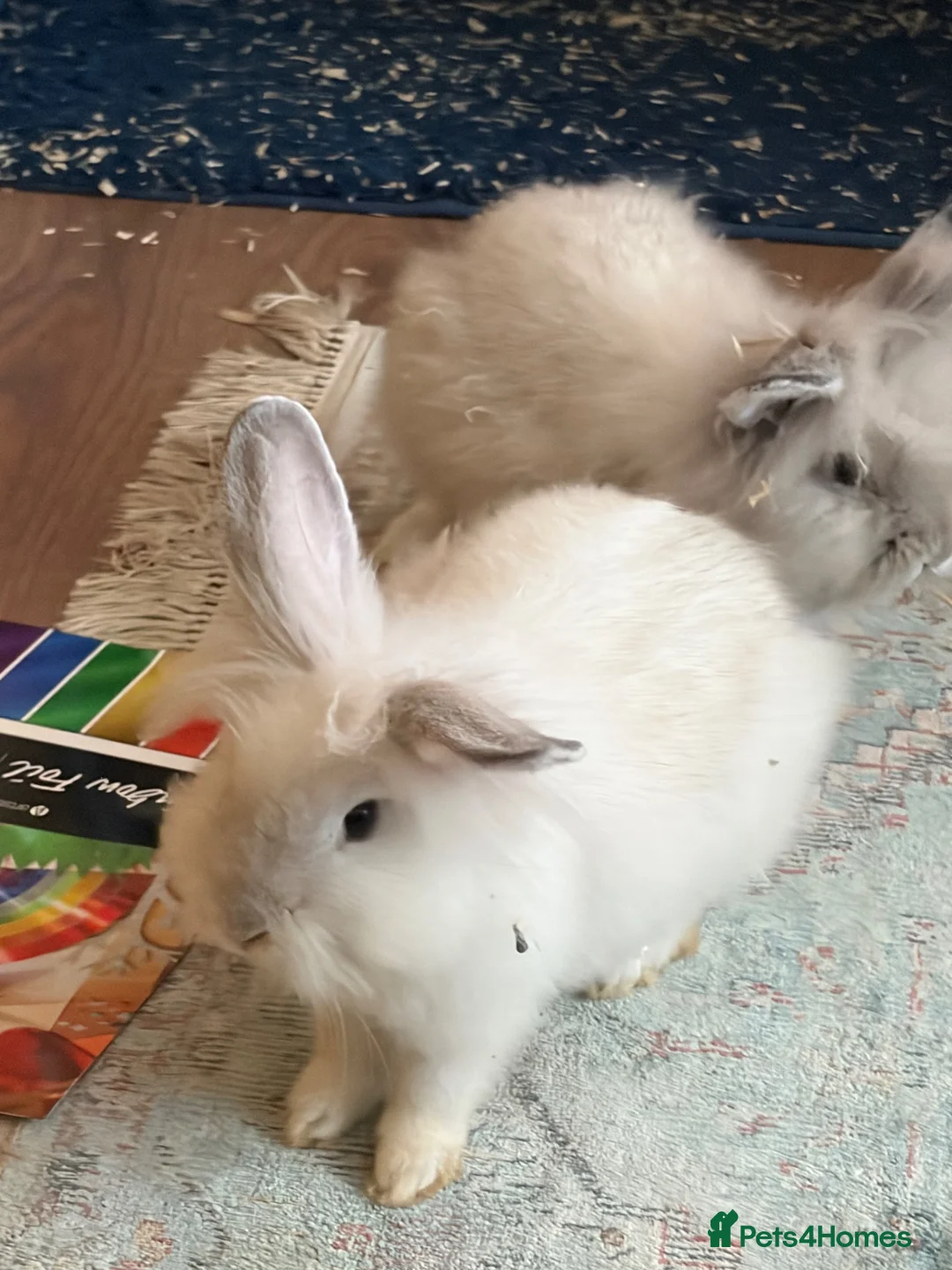 Lionhead rabbits for sale: Lovely little bunnies !  - Advert 1