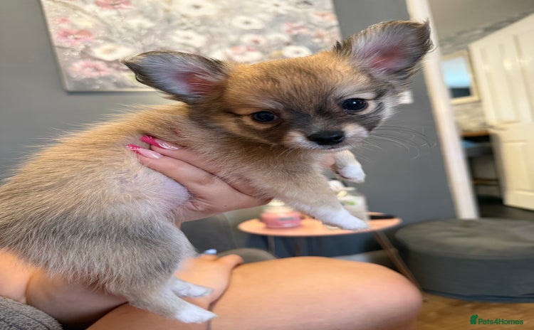 Pomchi dogs - Advert 3