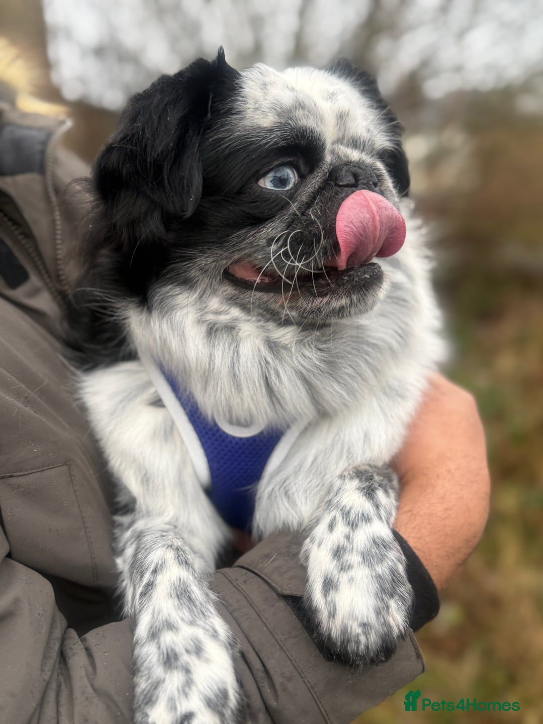 Pug dogs for stud: Gorgeous one of a kind full fluffy panda pug! - Advert 10