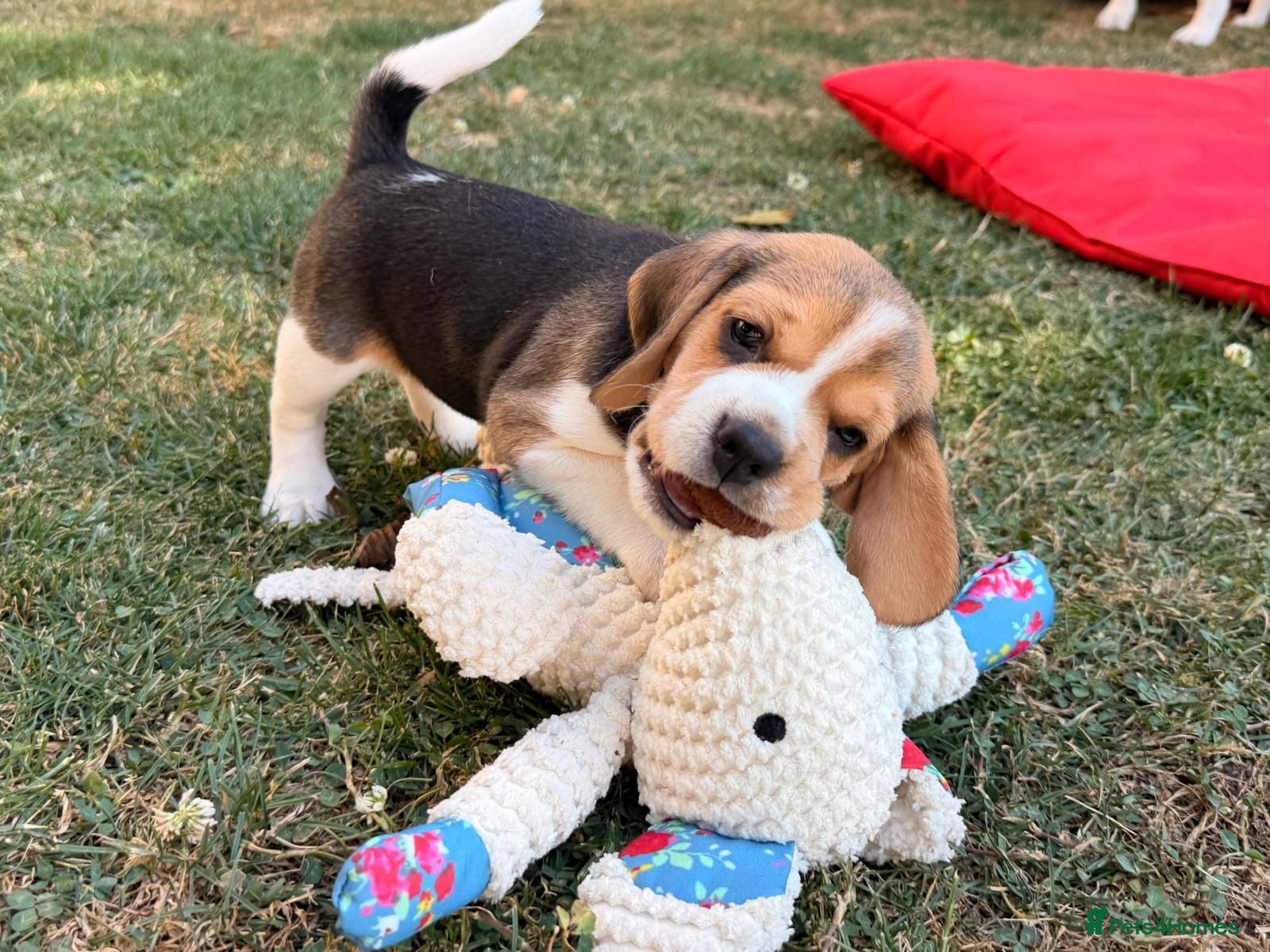Beagle dogs Six Gorgeous KC Reg Pups- Champion Bloodline - Advert 2