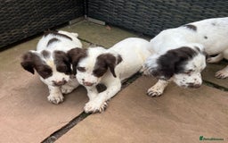 English Springer Spaniel dogs for sale: Superb DNA KC Champion Bred Working Springer Pups - Image 29